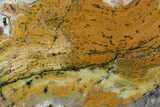 Strelley Pool Stromatolite - Billion Years Old #92805-1